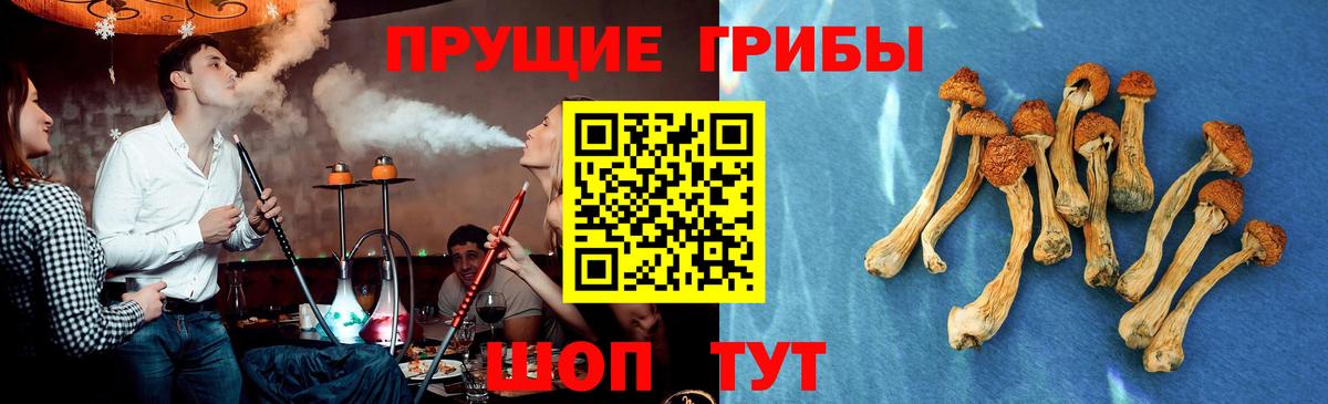 Псилоцибиновые грибы Psilocybine cubensis Пермь